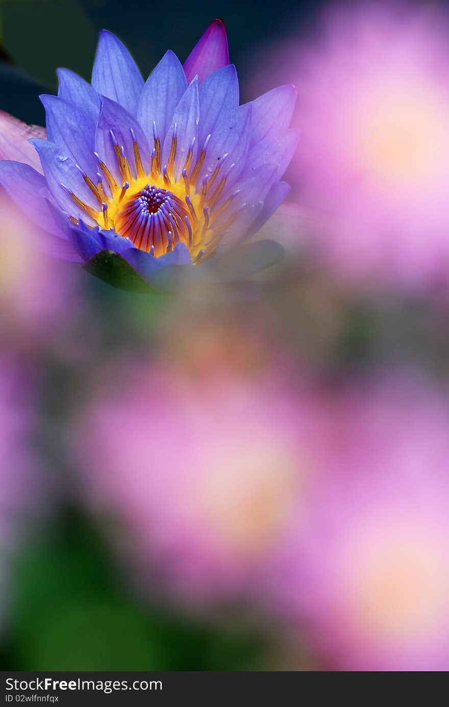 water lily pond beauty in winter