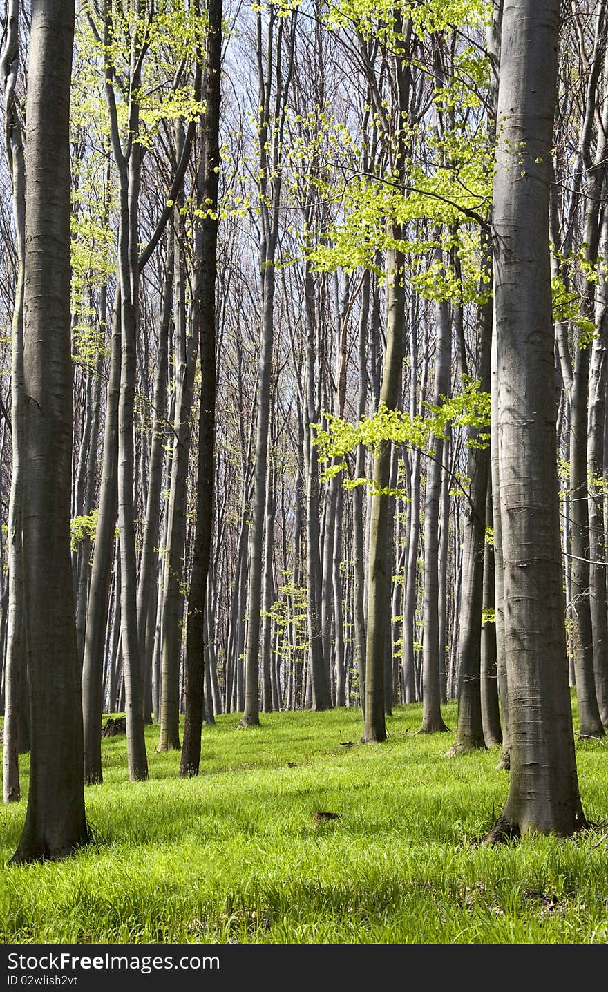 Early spring in a beech forest; trees with new leaves and lush green grass. Early spring in a beech forest; trees with new leaves and lush green grass.