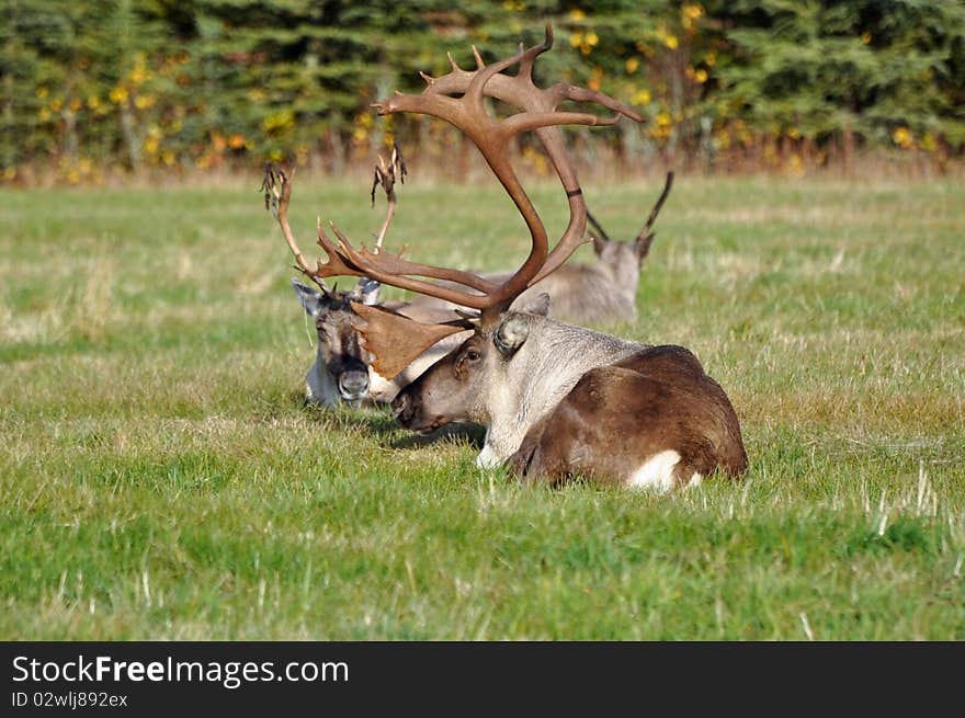 Wild Caribou