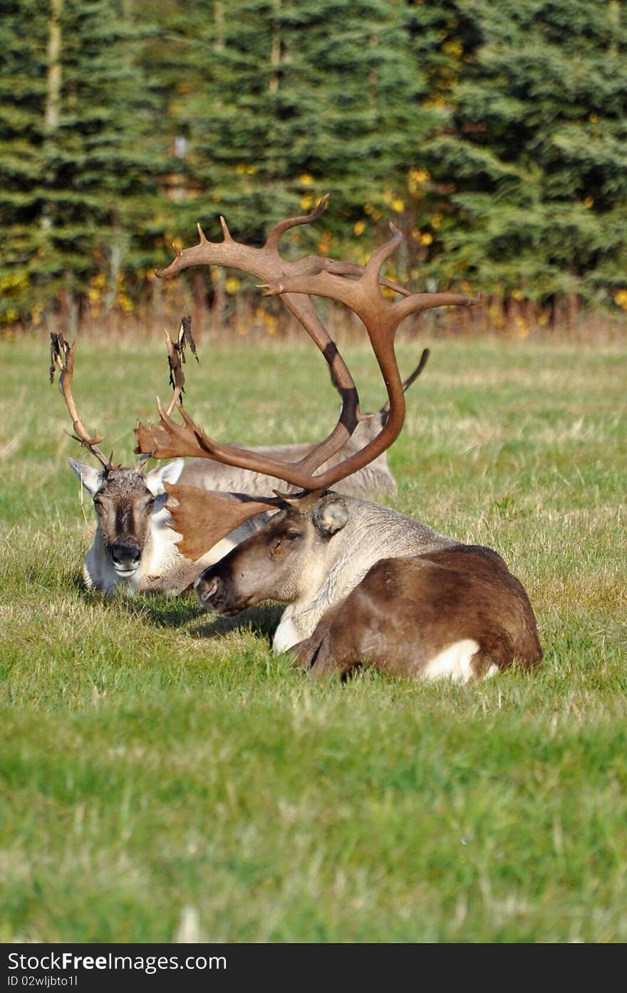 Wild Caribou