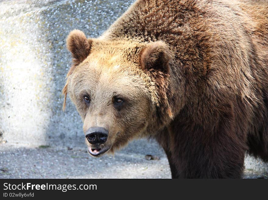 Closeup shot of a brown bear.