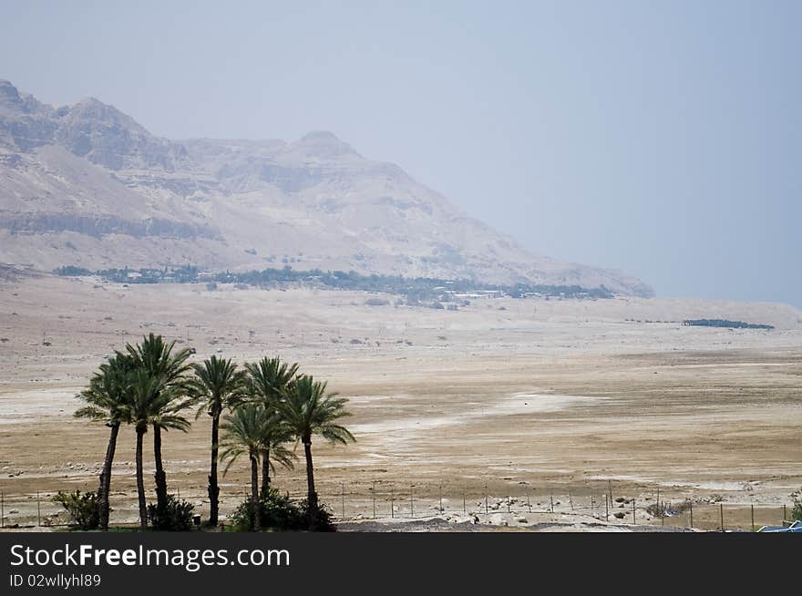 Palms in desert near Dead sea. Palms in desert near Dead sea