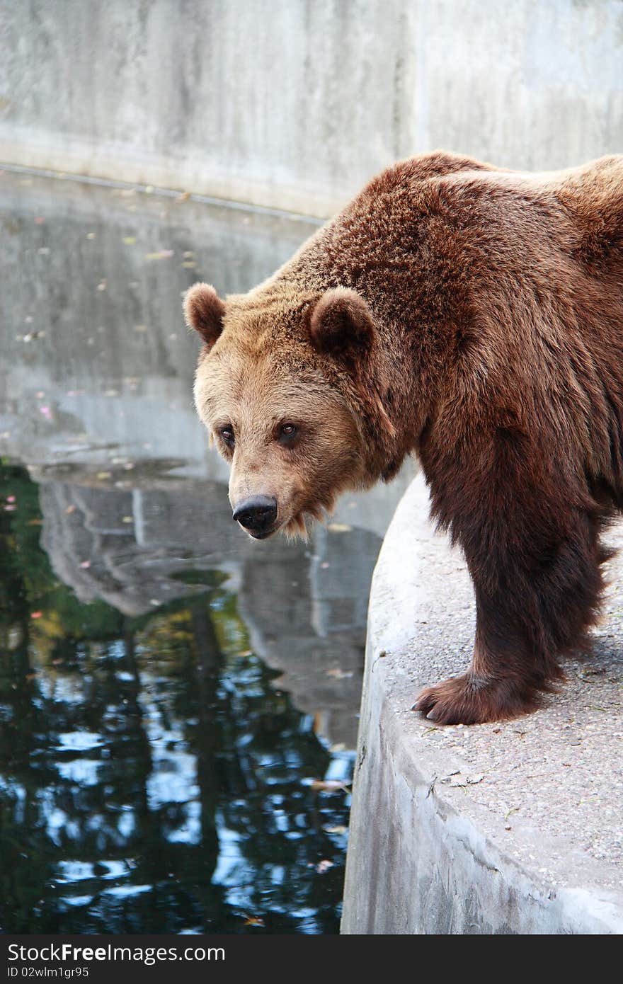 Closeup shot of a brown bear.