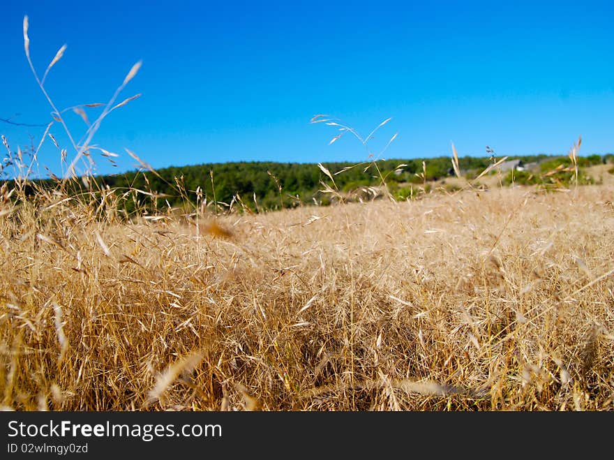 Cornfield