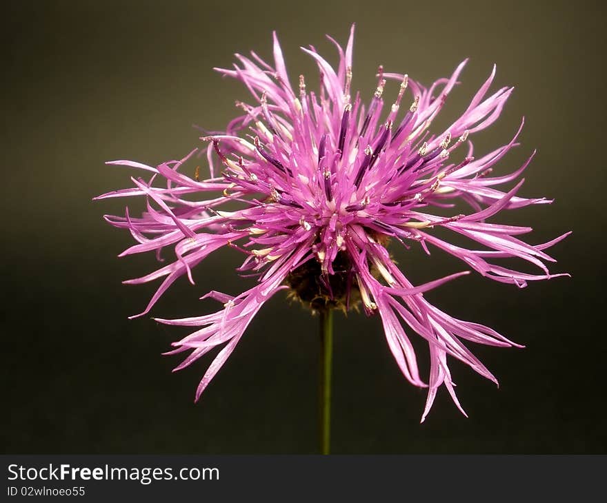 Purple flower