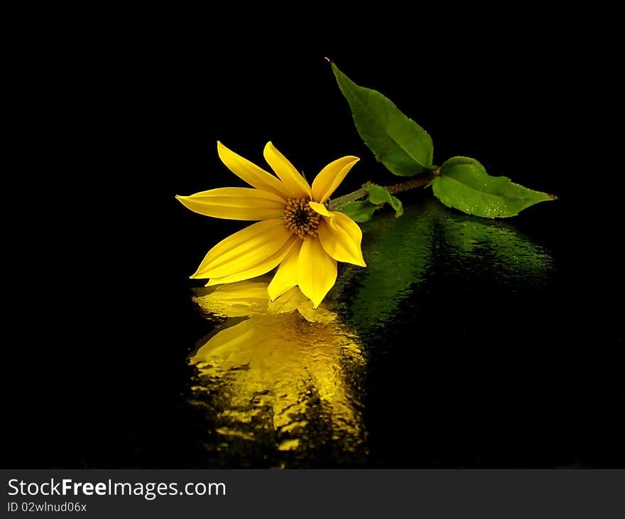 Yellow topinambour flowers on the black background with water drops