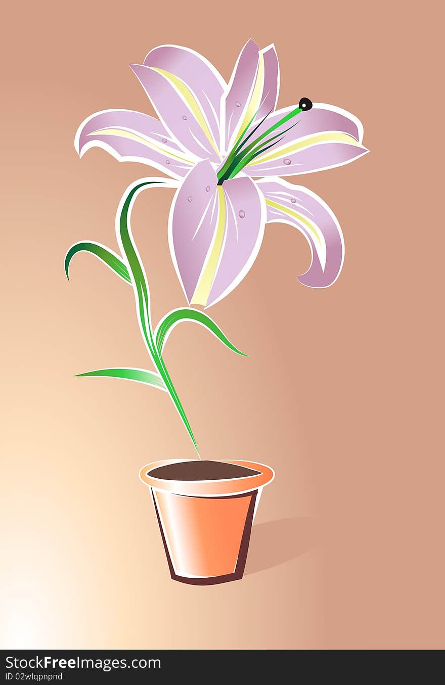 Lily flower