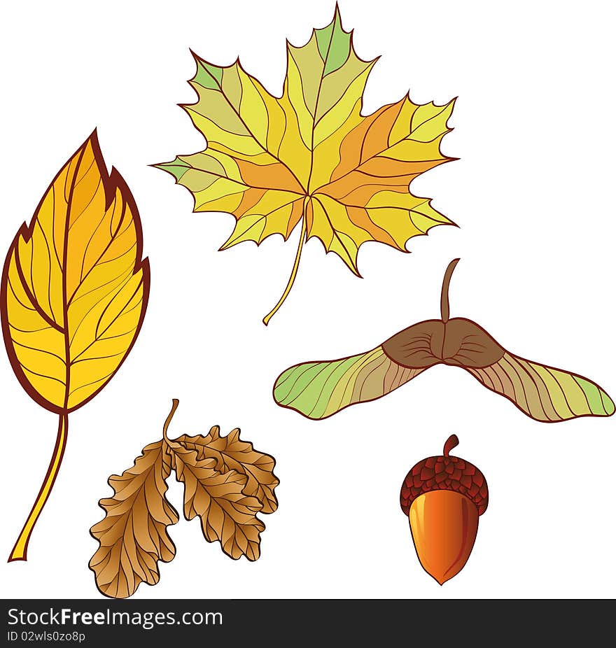 A set of autumn leaves. No gradient.