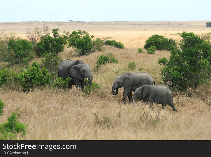 African Elephant In Kenya S Maasai Mara