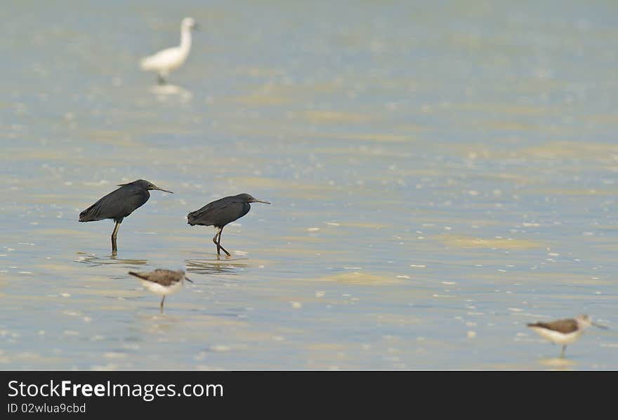 As the tide at Sabaki river delta in Kenya rises, two Black Egrets maintain their place in the hope of catching some crustaceans. As the tide at Sabaki river delta in Kenya rises, two Black Egrets maintain their place in the hope of catching some crustaceans.