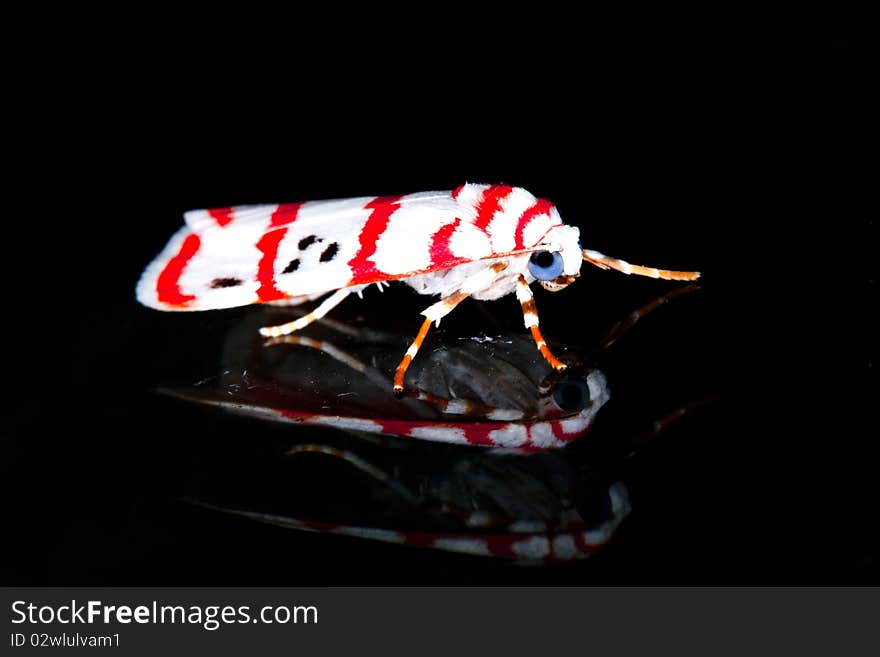 Insects at night 3