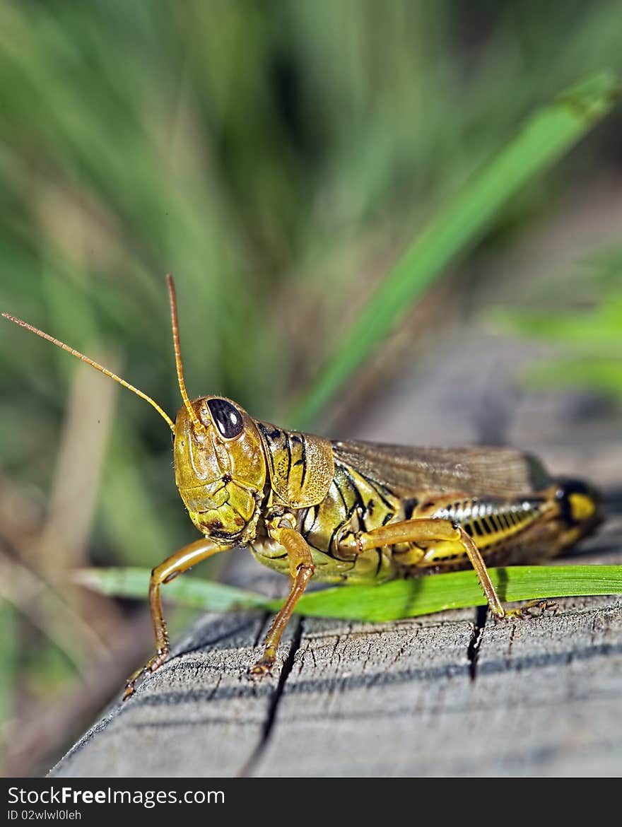 Grasshopper