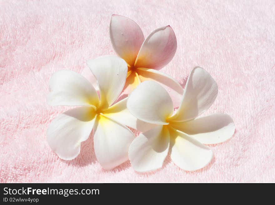 Flower, Leelavadee,Plumeria