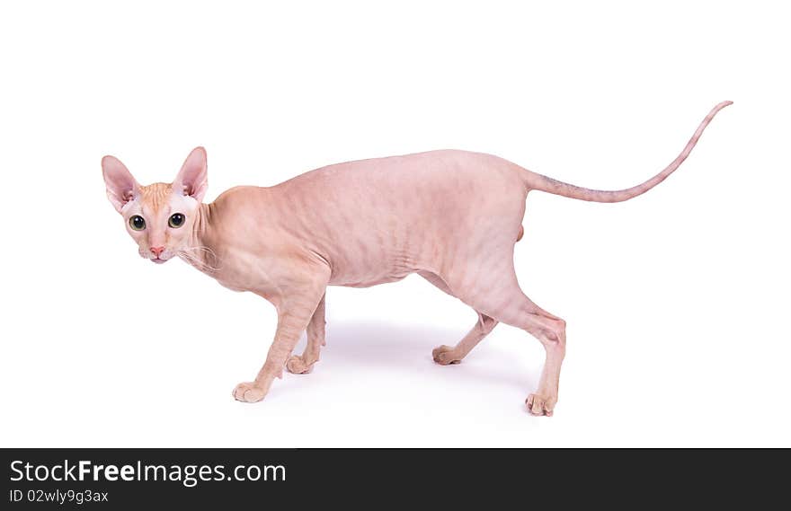 Cat on the white isolated background