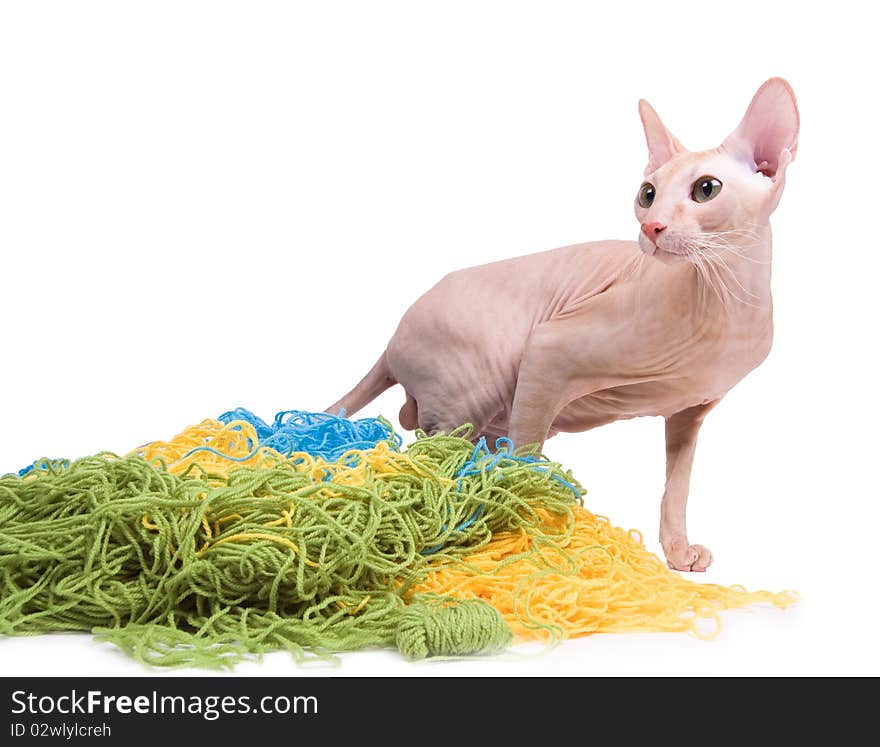 Cat on the white isolated background