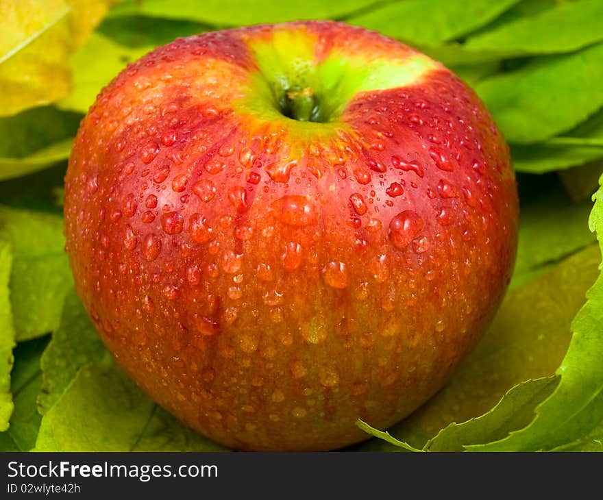 One appetizing whole apple lies on showered foliage. One appetizing whole apple lies on showered foliage