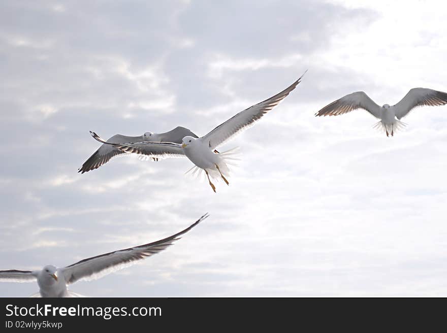 Group of seagull flying in the sky in the morning. Group of seagull flying in the sky in the morning