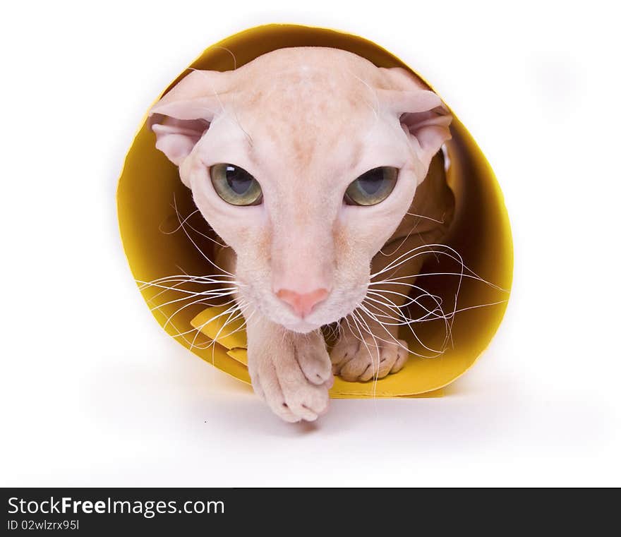 Cat on the white isolated background