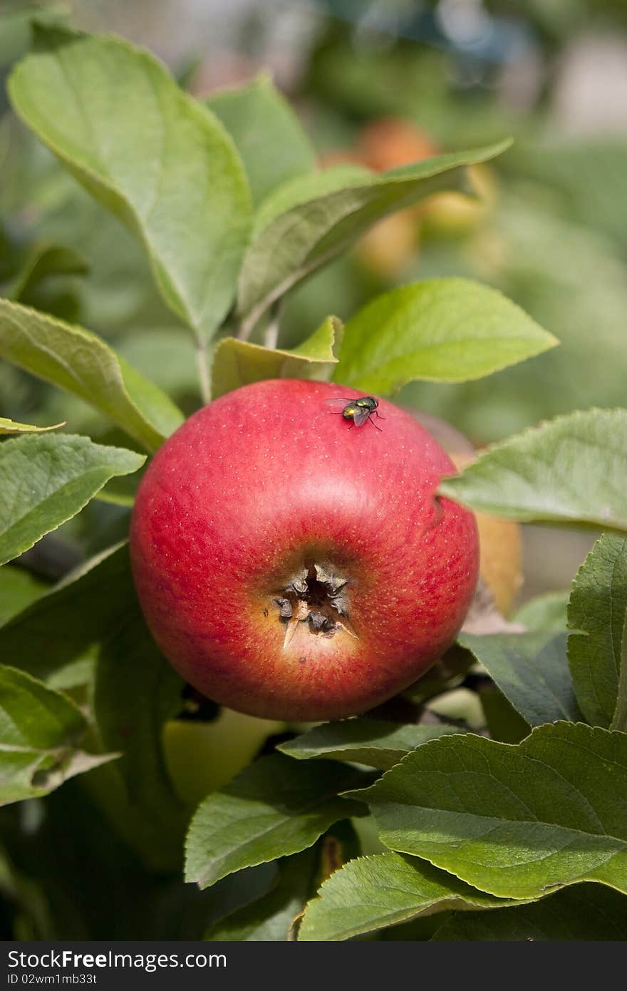 Healthy red apples in the summer sun. Healthy red apples in the summer sun