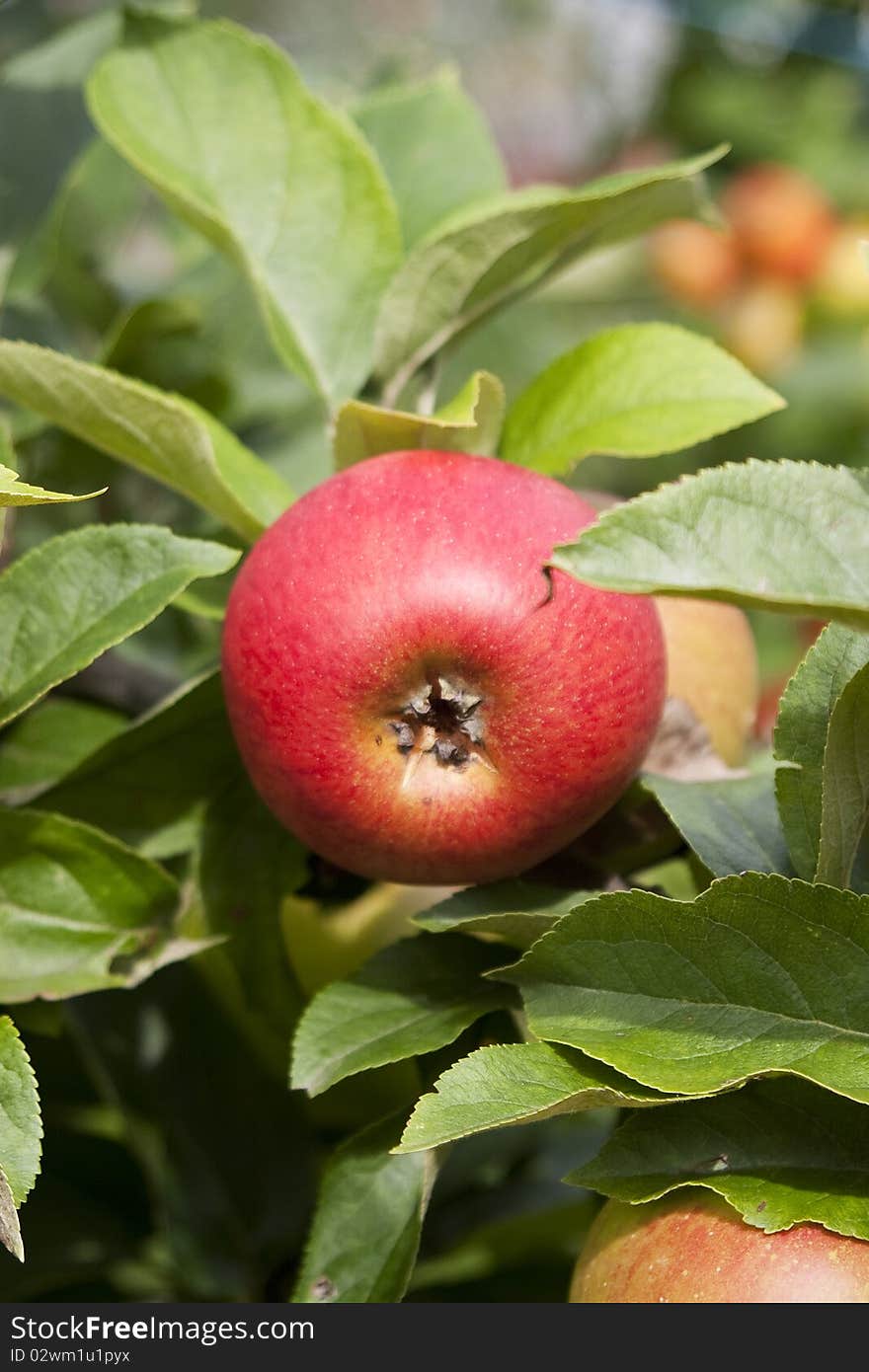 Healthy red apples in the summer sun. Healthy red apples in the summer sun