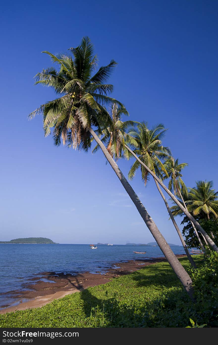 Coconut beach view one another.