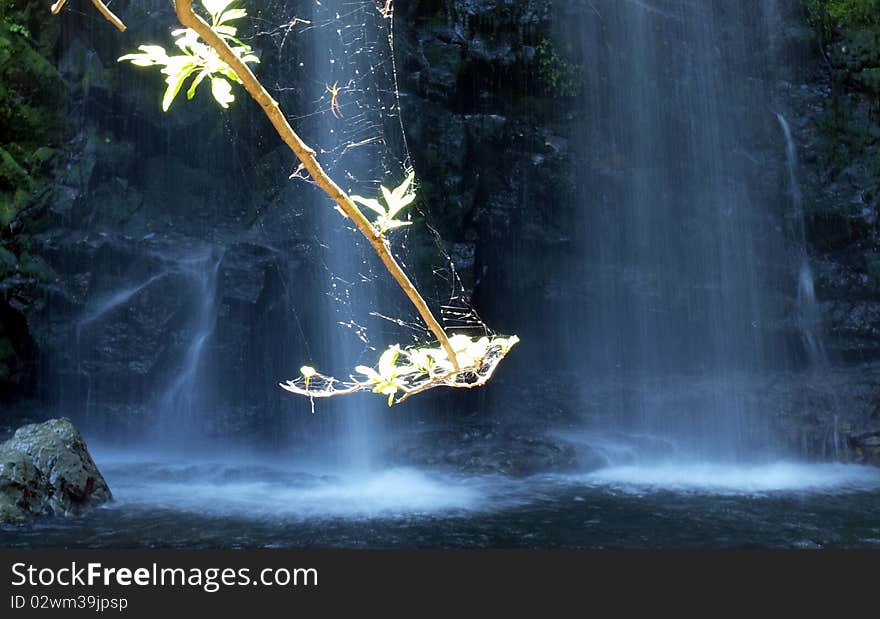 A spider rests as a waterfall crashes down behind. A spider rests as a waterfall crashes down behind.