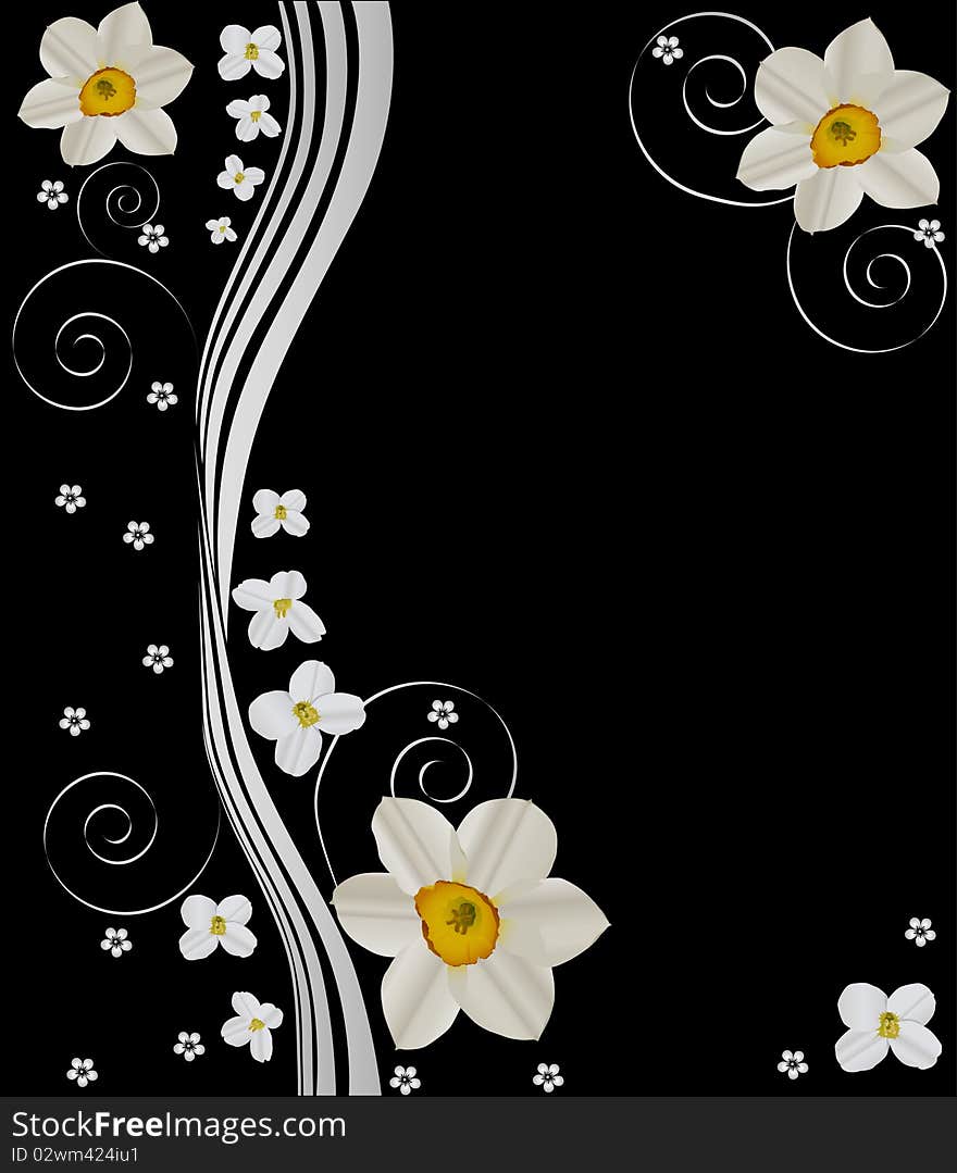 White Narcissus Design On Black