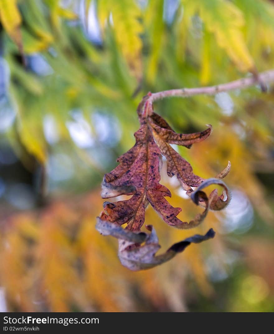 Close up of a dry brown leaf with some colored leaves on the background. Close up of a dry brown leaf with some colored leaves on the background