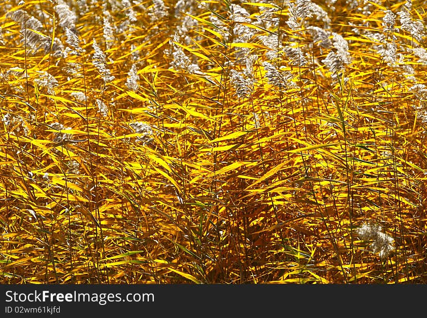 In autumn, the golden reed in sunshine