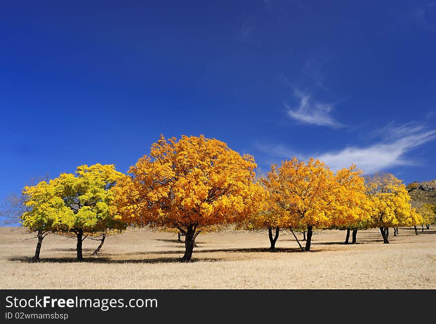 Autumn, beautiful maple became golden