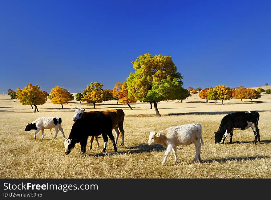 A herd of cattle in the colorful maple trees, walking