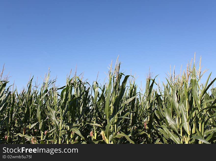 Corn Ready For Harvest