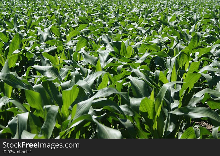 Corn field