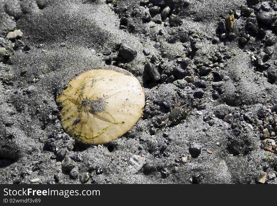 A sand dollar sitting in the sand