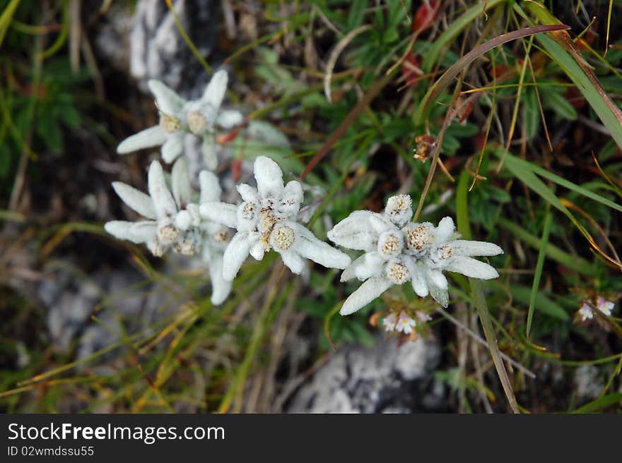 Edelweiss flower, Alps.