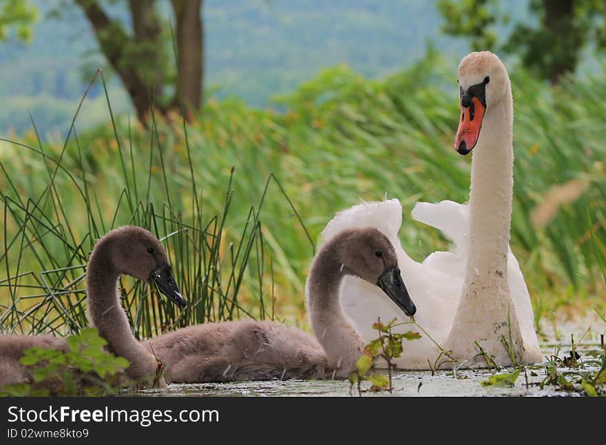 Swan family on lake with grass. Swan family on lake with grass