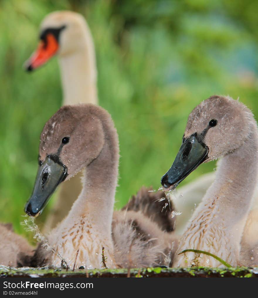 Young grey swans with parent. Young grey swans with parent