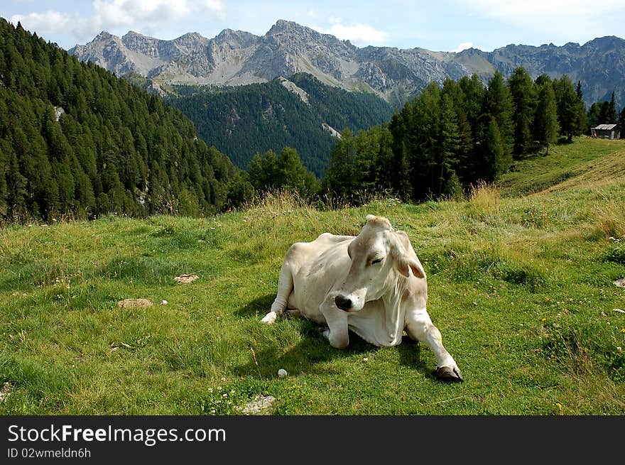 Alpine Cow.