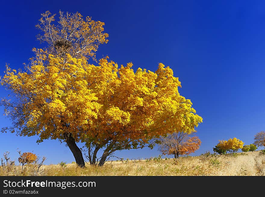 Autumn, the blue sky below the golden maples