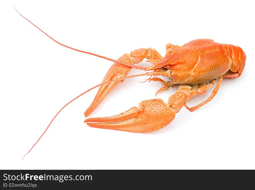 Closeup of isolated crayfish on white background