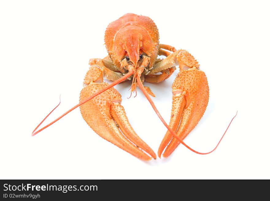 Closeup of isolated crayfish on white background