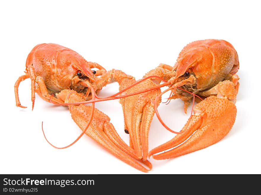 Closeup of isolated crayfish on white background