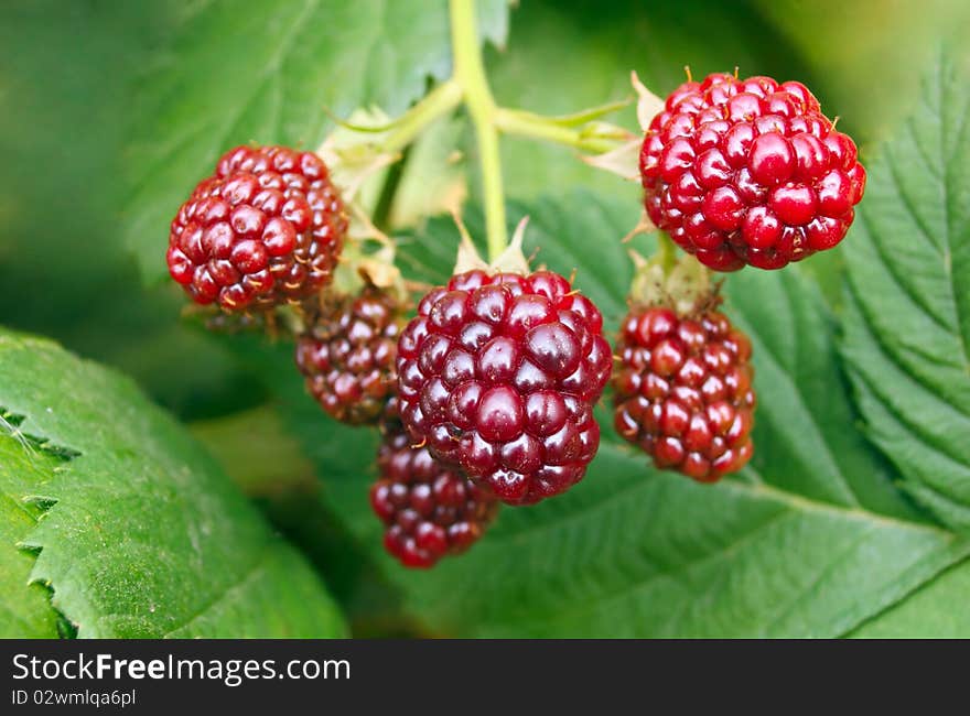 Ripe berries in the garden. Ripe berries in the garden