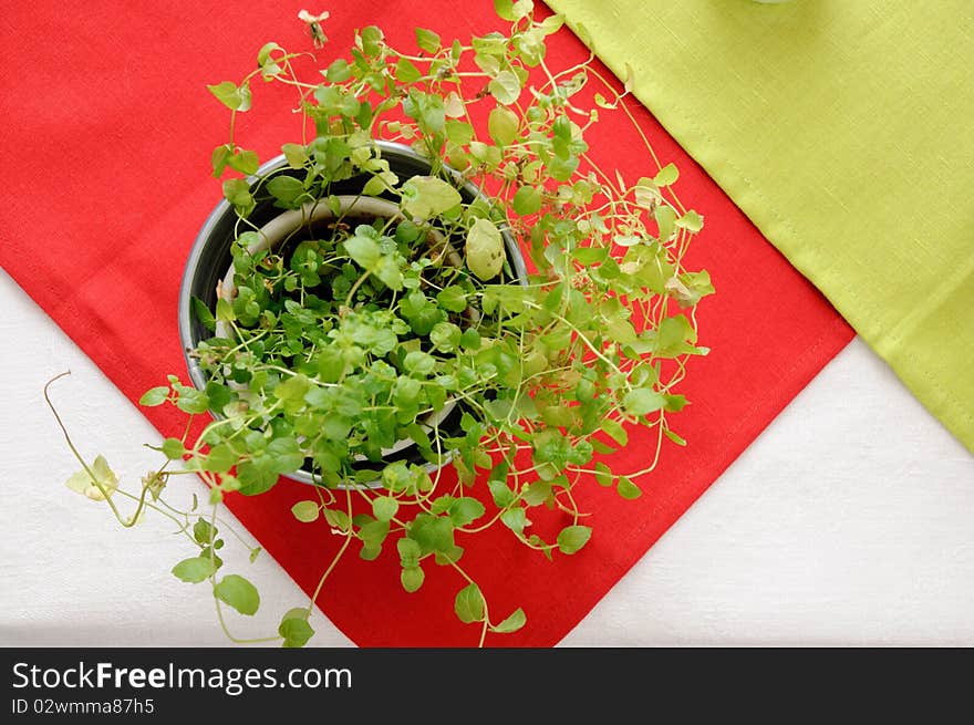 Green plant in a metal pot on a red and a white linen cloth