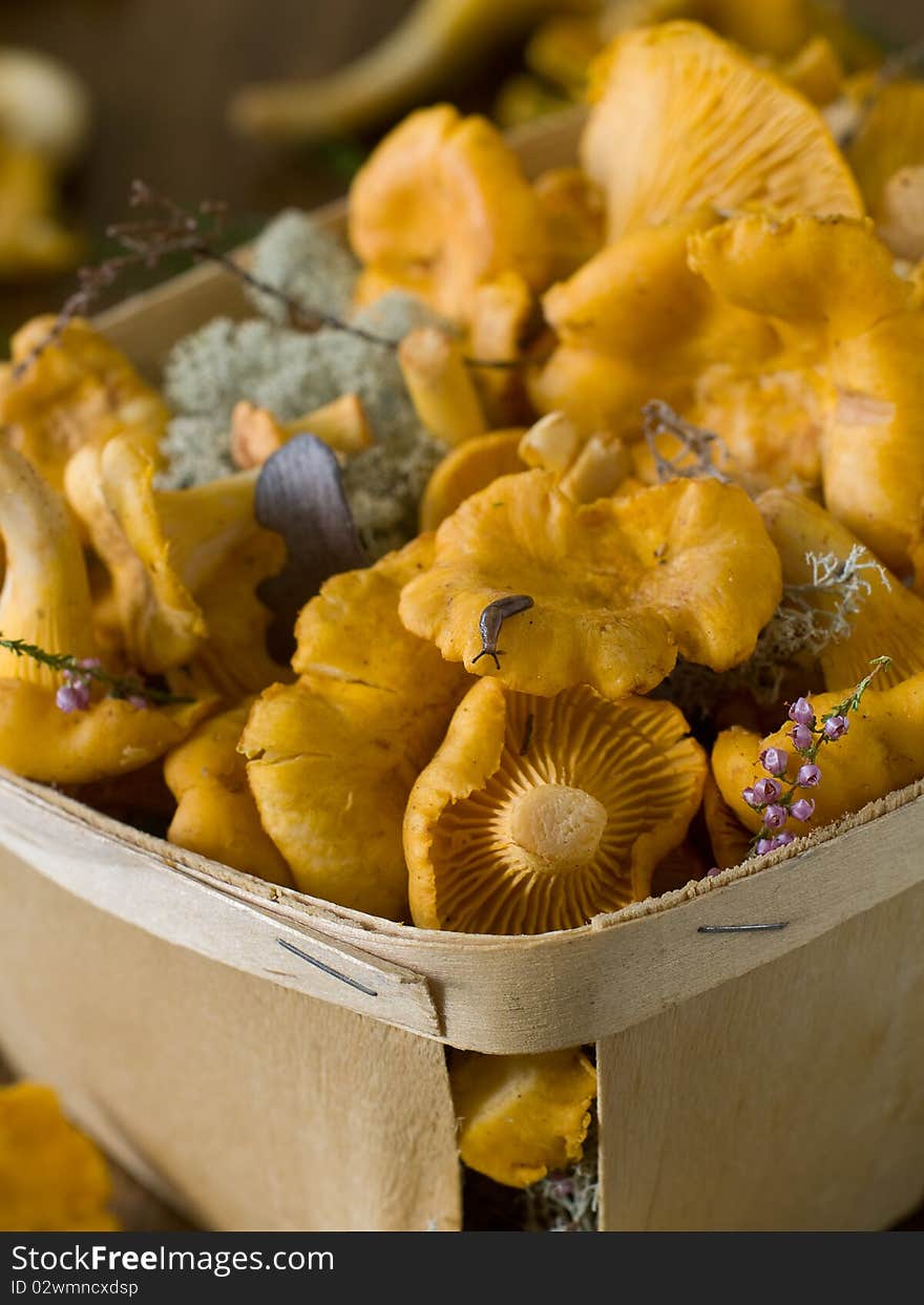 Fresh chanterelles