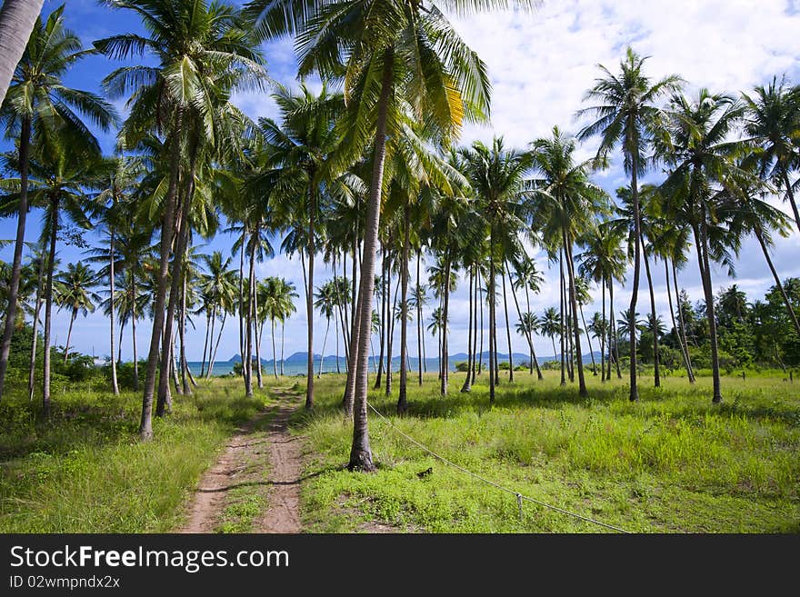 Coconut beach view one another.