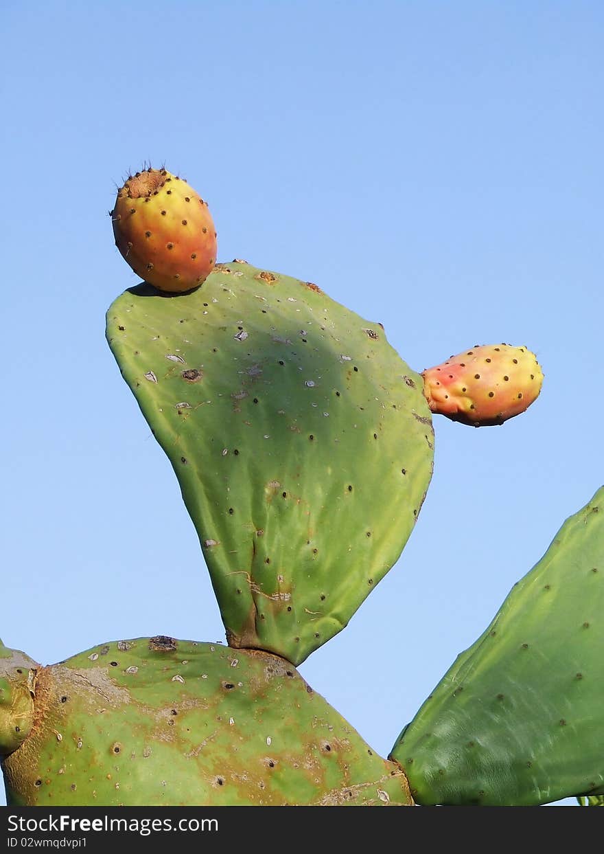 Close up of two fruits on a prickly pear against a blue sky