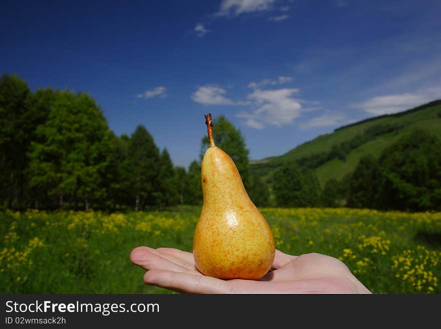 Pear on the palm and green fields