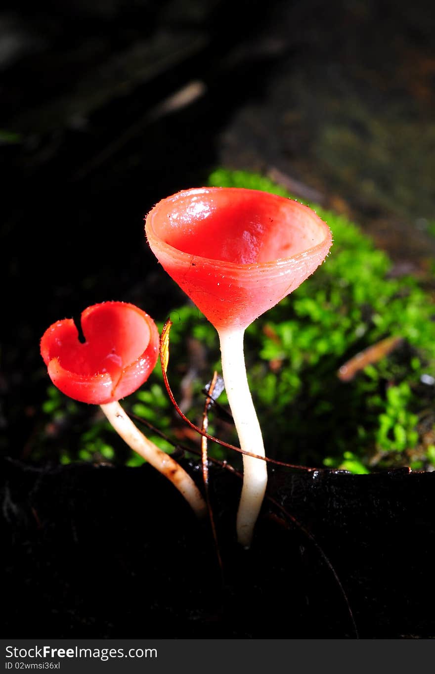 A small mushroom in tropical forest