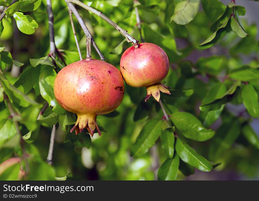 Two pink pomegranates on the tree branch with green leaves